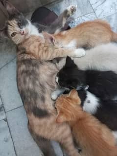 1 Mother 3 baby Boy kitten and 1 Female kitten for sale