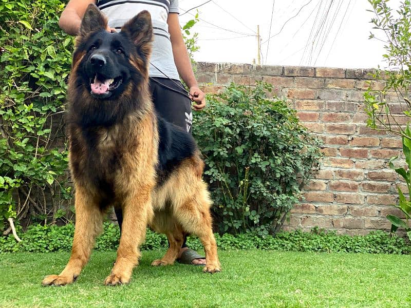 German Shepherd male available for stud 0