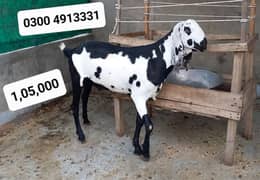 Goats for Bakara Eid