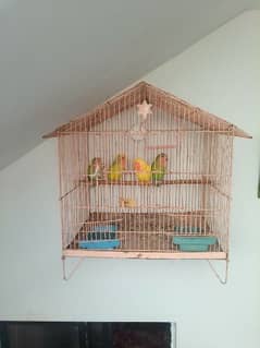cage with 4 lovebird