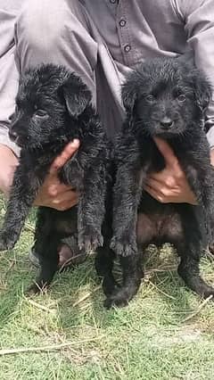 black german shepherd long cot pair