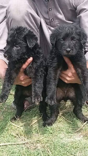 black german shepherd long cot pair 0