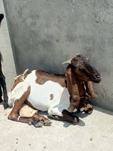 betal goat 0