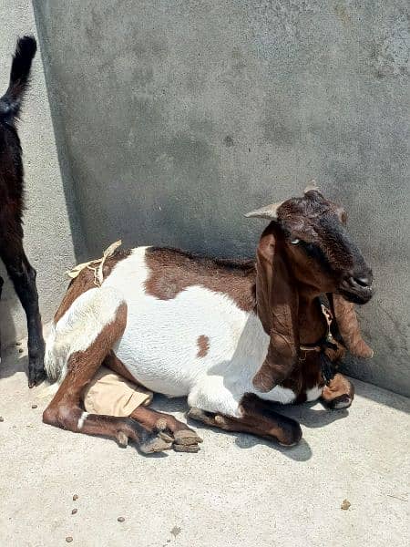 betal goat 1