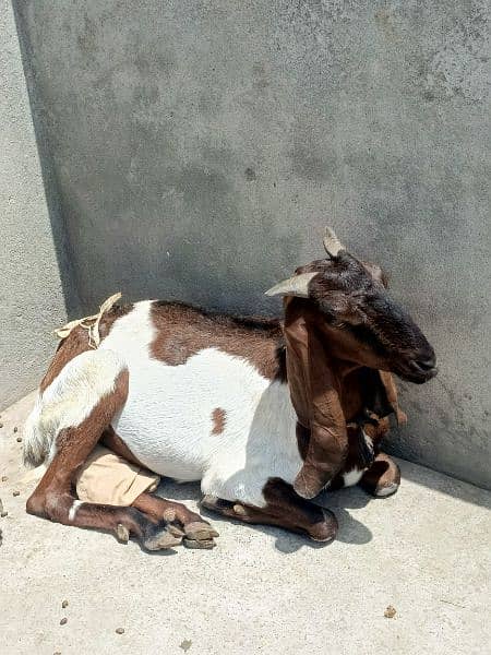 betal goat 2