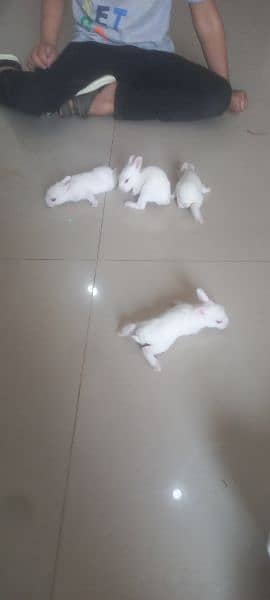 45 days old rabbits 1