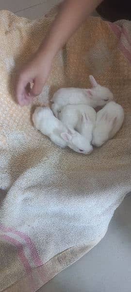 45 days old rabbits 2