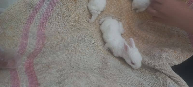 45 days old rabbits 3