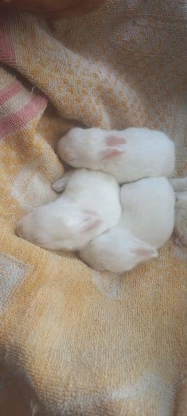 45 days old rabbits 4