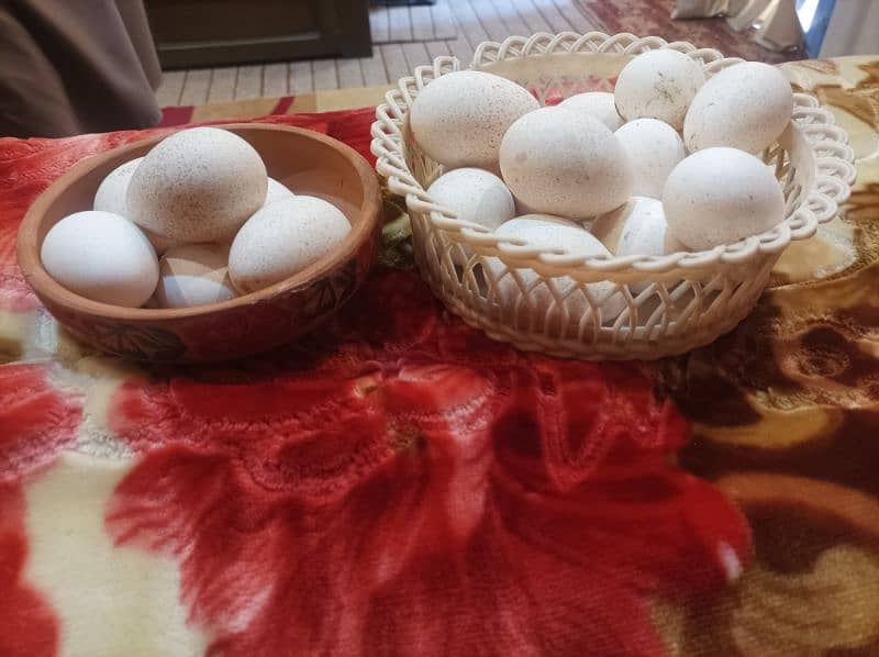 Turkey Bird Fertile Eggs for Sale 1