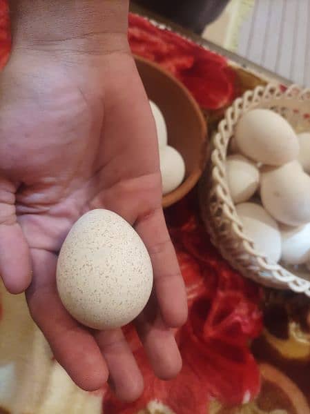Turkey Bird Fertile Eggs for Sale 2