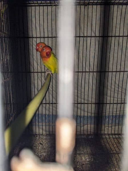 Parrot Fisher lotino 3