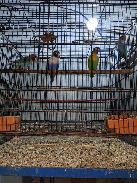 Parrot Fisher lotino 4