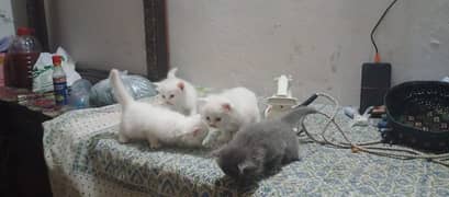 Kittens For Sale Persian