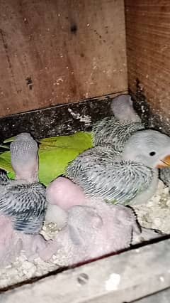 Green Raw Chicks