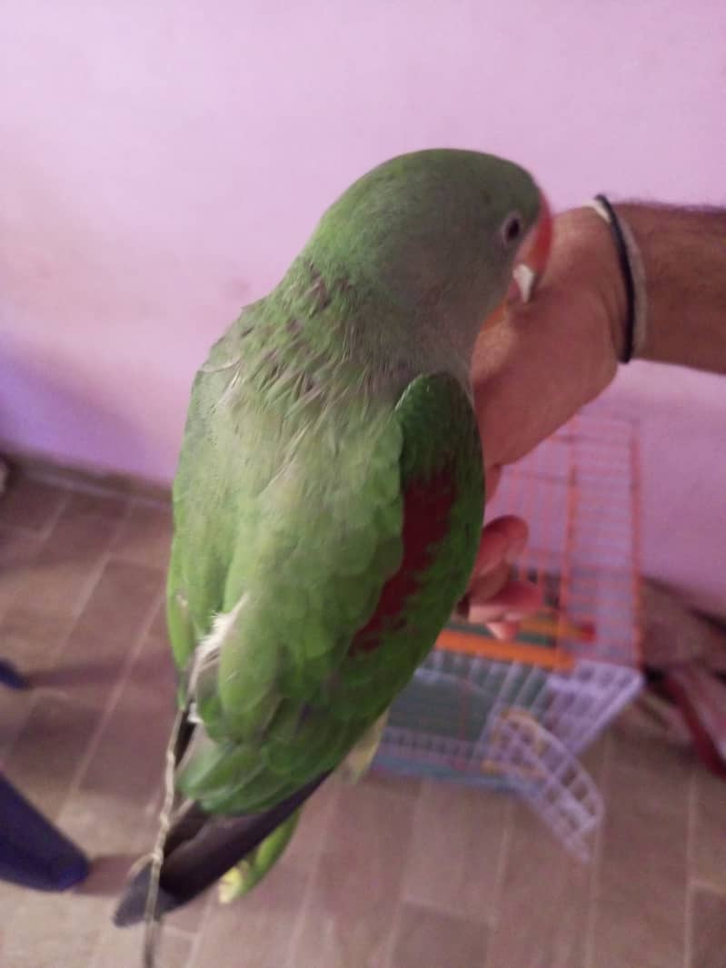 Raw parrot male 1