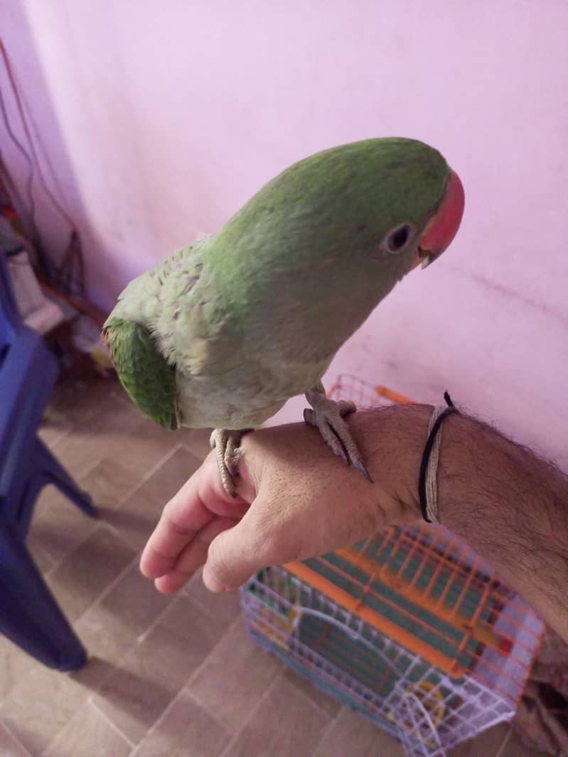 Raw parrot male 2