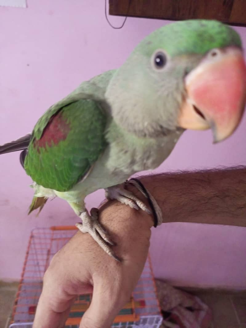 Raw parrot male 3