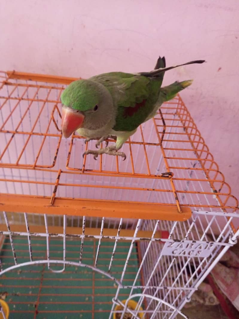 Raw parrot male 5