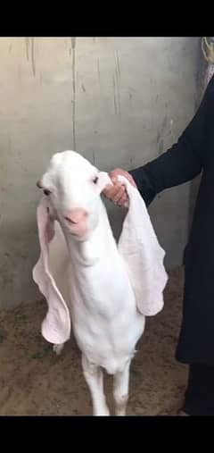 gulabi Bakra for sale goats
