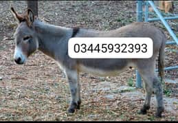 Donkey for sale argent need cash