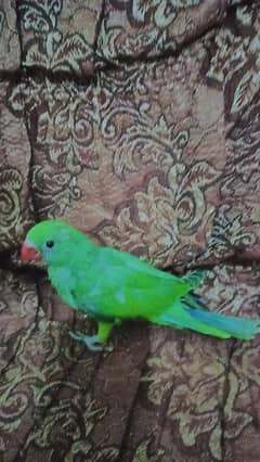 Green ringnick  chick available Gujrat, Mandi bahauddin