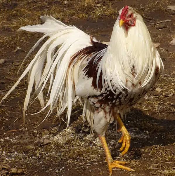 Yokohama Red Saddle (Large) Chicks/Brahma/Onagadori/Phoenix (Fancy) 0