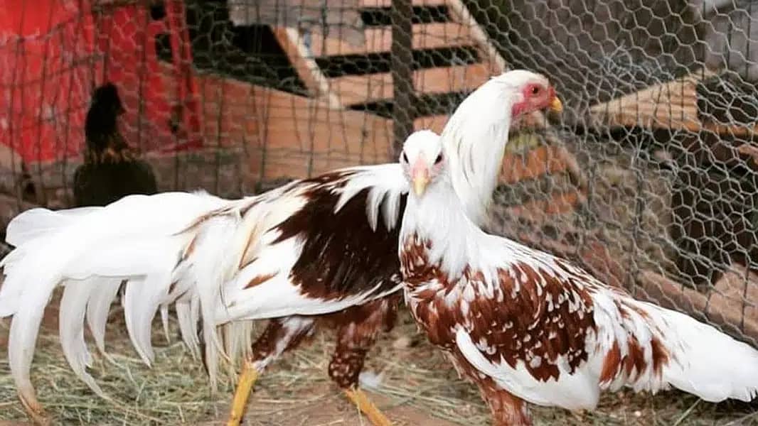 Yokohama Red Saddle (Large) Chicks/Brahma/Onagadori/Phoenix (Fancy) 1