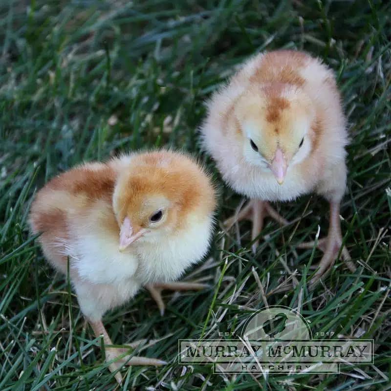 Yokohama Red Saddle (Large) Chicks/Brahma/Onagadori/Phoenix (Fancy) 3