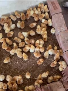 Lohman Brown / Chicks / golden misri chicks 0