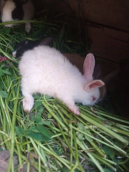rabbits for sale 1