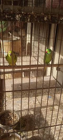 Aseel and Parrot Breeder pair