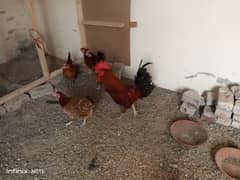 Eggs laying Golden Hen for sale (whatsapp 03335712525)