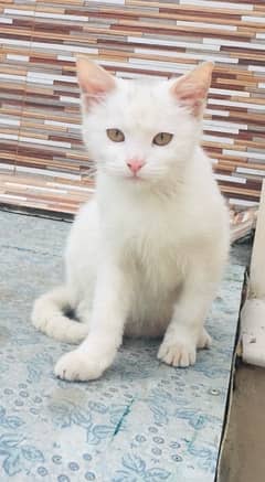 persian cat 4 to 5 month