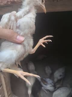 white java aseel chicks for sale