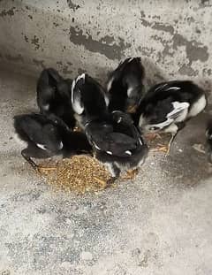 Asee mianwali chicks for sale hens for sale