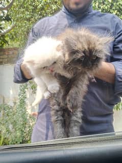 Persian cats triple coted