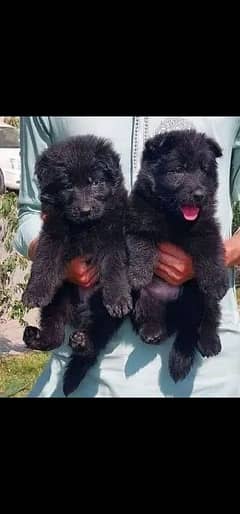black German Shepherd long coat puppy /GSD for sale