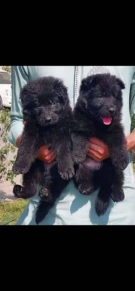 black German Shepherd long coat puppy /GSD for sale 1