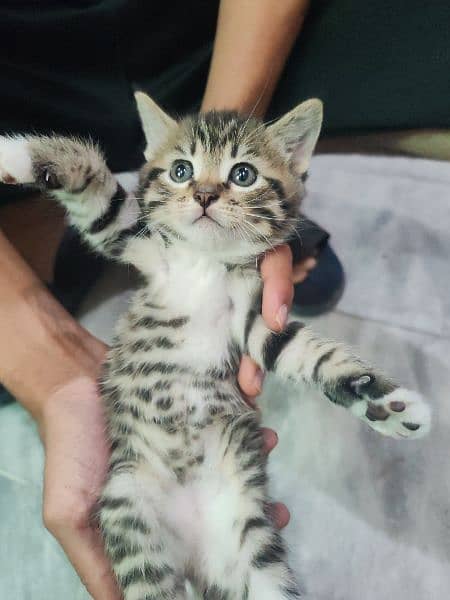 persian kitten for sale 0