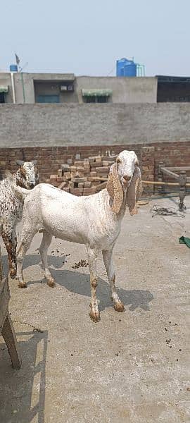 Goat | bakra | sheep | Breader | bakry | بکرا | Kajla 11