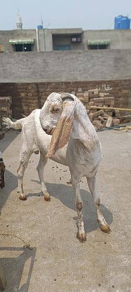 Goat | bakra | sheep | Breader | bakry | بکرا | Kajla 12