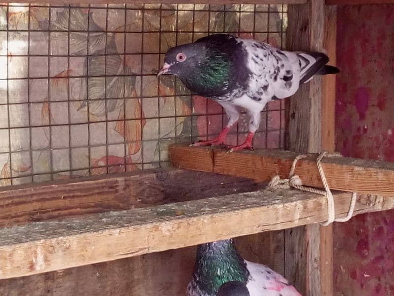pigeon for sale 3