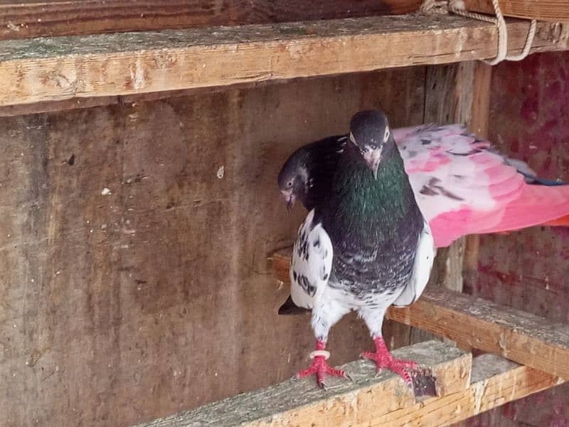 pigeon for sale 5