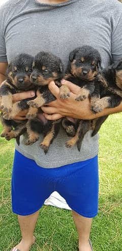 Rottweiler Puppies Champion Lines puppies available for sale.