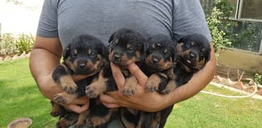 Rottweiler male/female puppies available for sale.