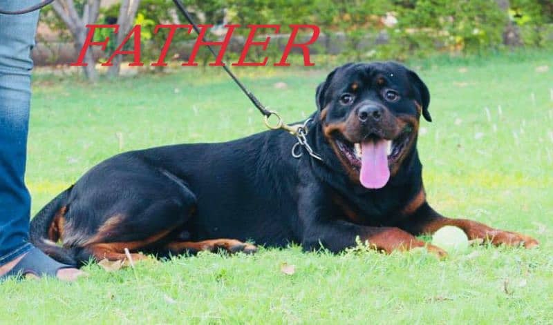 Rottweiler male/female puppies available for sale. 1