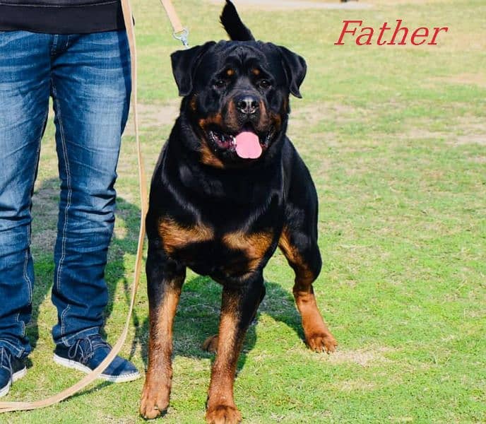 Rottweiler male/female puppies available for sale. 2