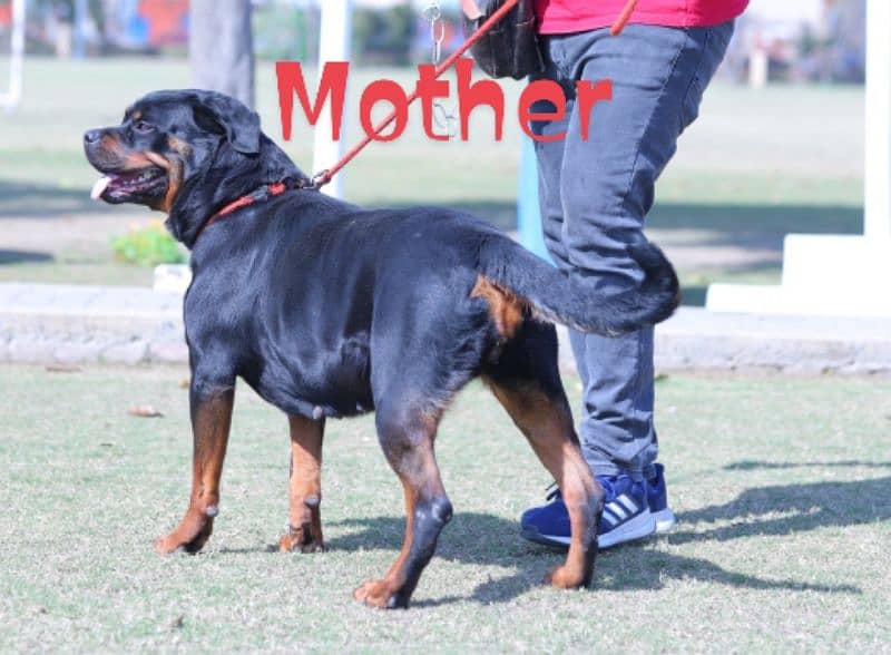 Rottweiler male/female puppies available for sale. 3