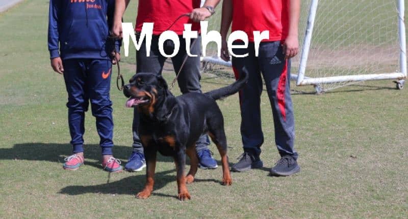 Rottweiler male/female puppies available for sale. 4